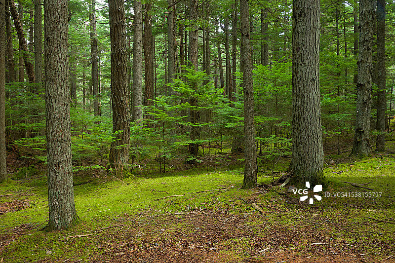 莫兰州立公园的树林图片素材