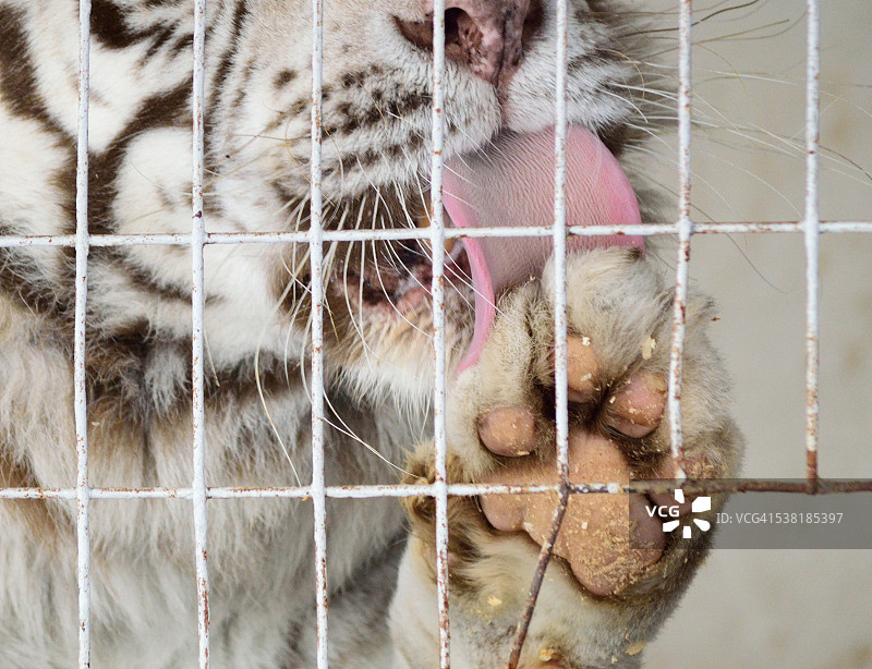 白色老虎舔舐图片素材