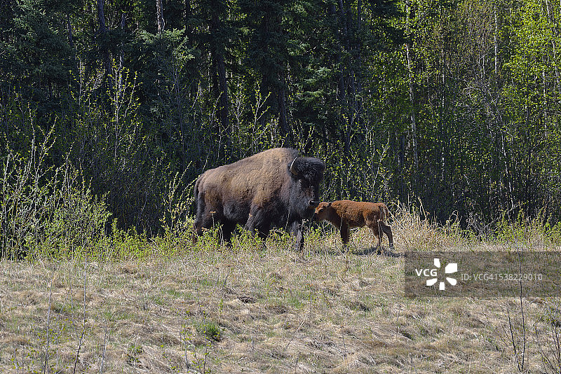 爱与情感图片素材