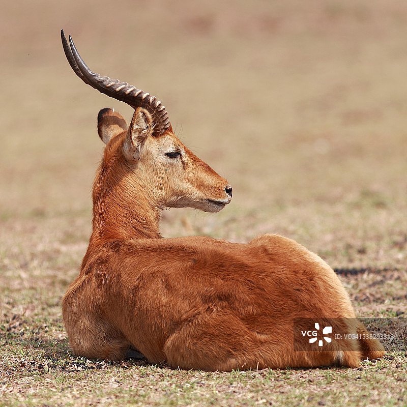 躺在地上的非洲小羚羊图片素材