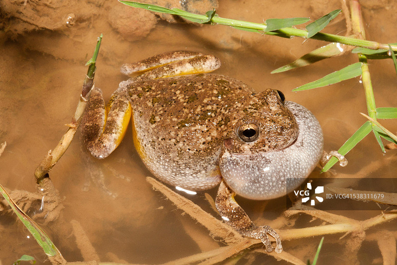 峡谷树蛙图片素材