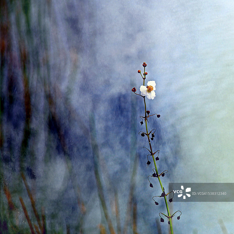 蓝色调方格式白色野花的艺术处理图片素材