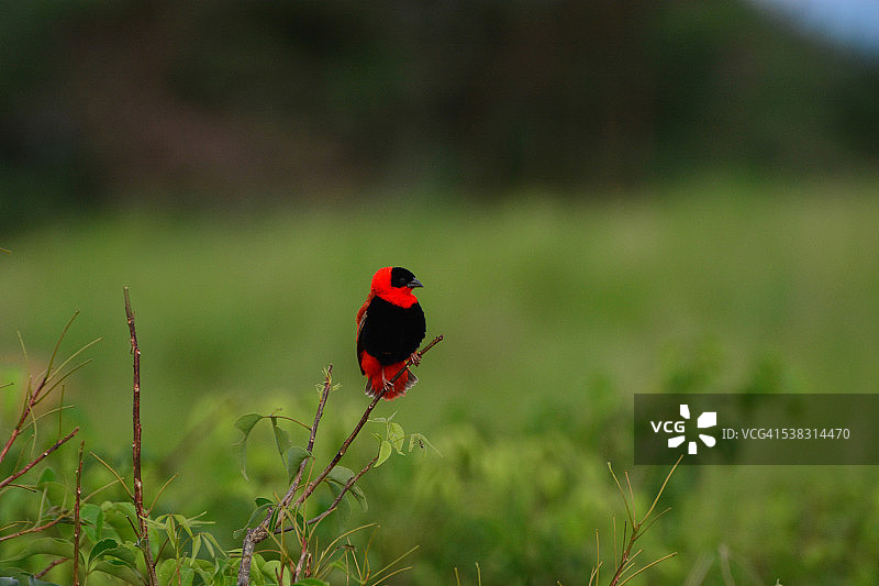 北方红主教鸟图片素材