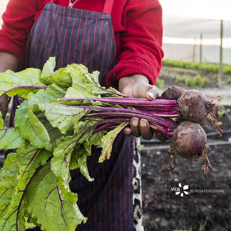 手捧收获甜菜根的非洲裔女人图片素材