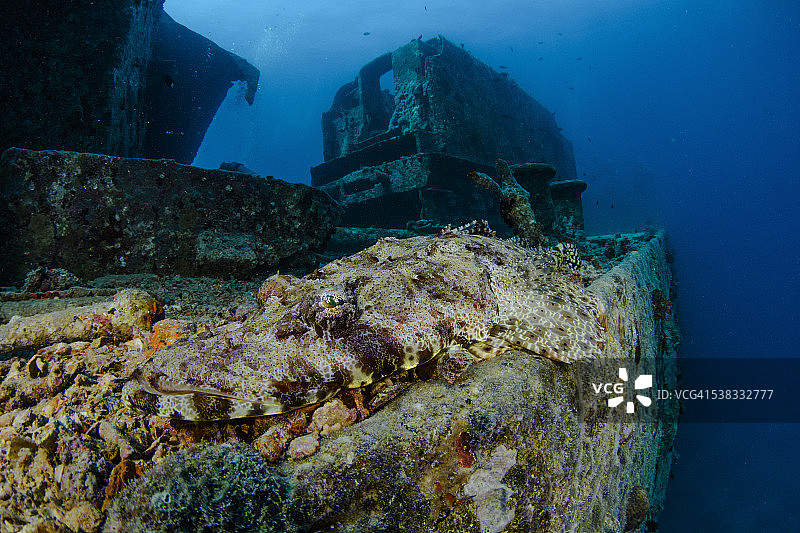 鳄鱼鱼图片素材