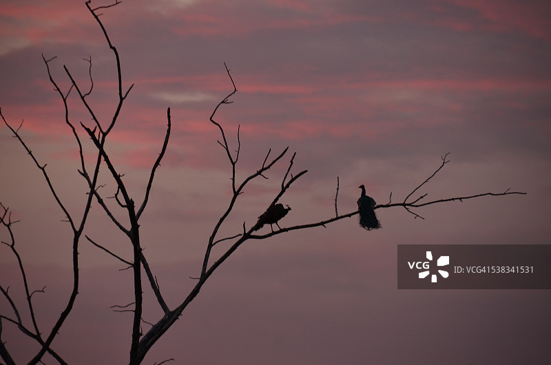 日落时分的孔雀图片素材