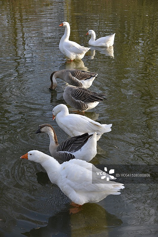 站在水边建筑墙上的鹅图片素材