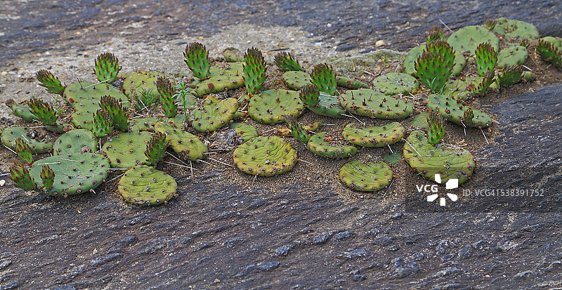东方仙人掌图片素材