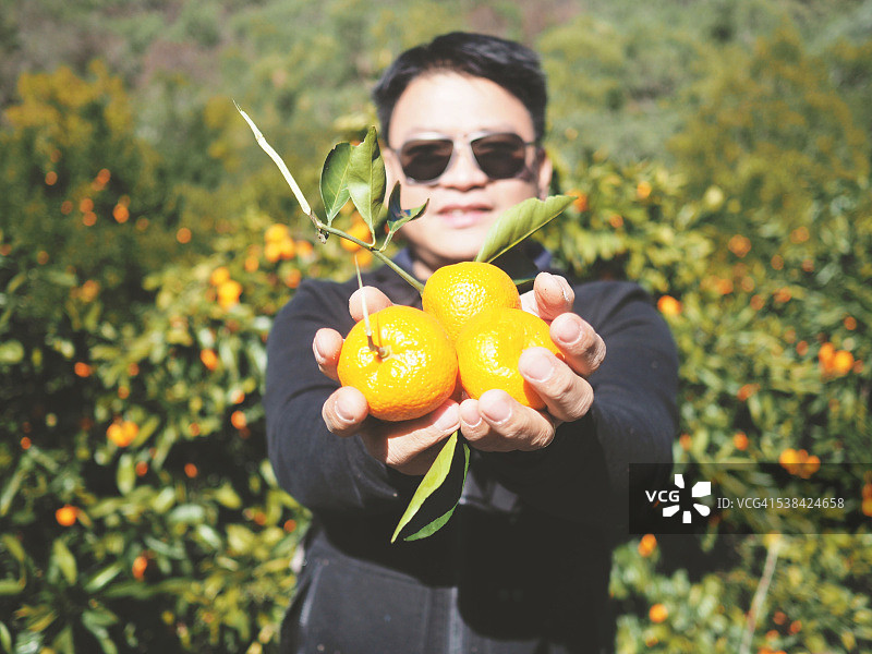 亚洲菲律宾男子在采摘柑橘活动中拿着橘子图片素材