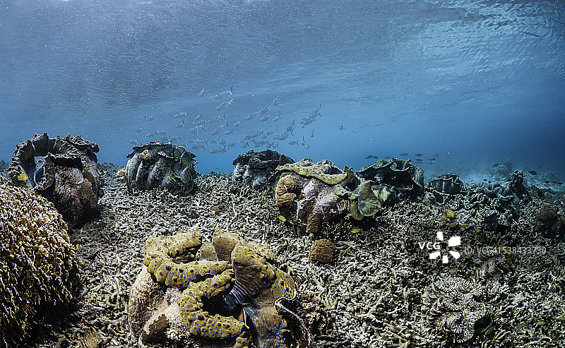 浅滩中的巨型蛤蜊图片素材