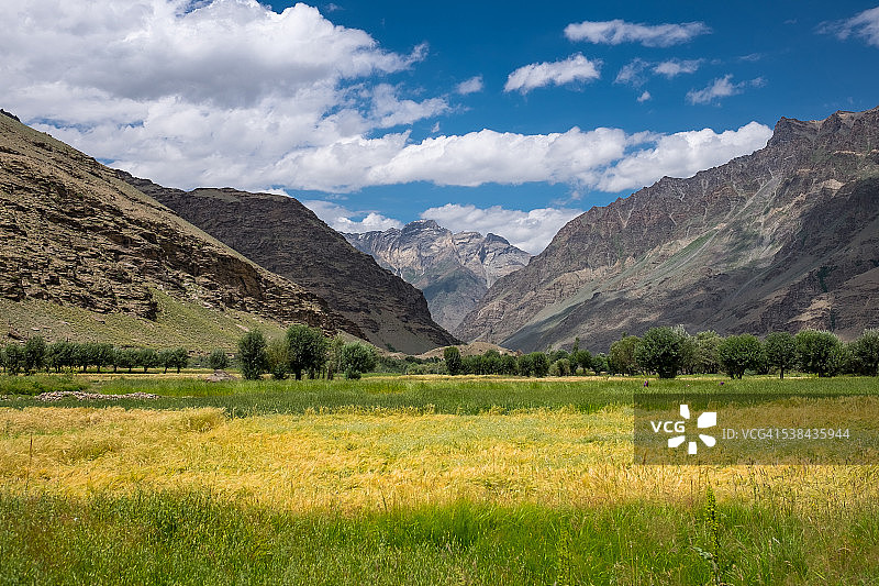 查谟和克什米尔卡吉尔的稻田图片素材