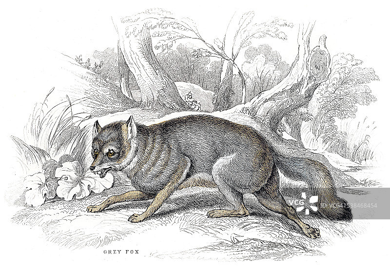 1840年灰色狐狸雕刻图片素材