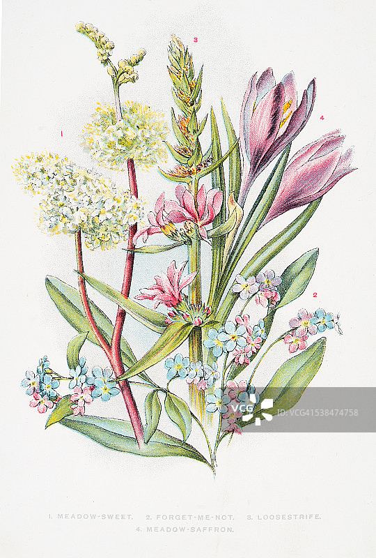 1898年的野生勿忘我图片素材