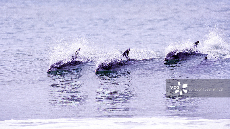 江豚图片素材