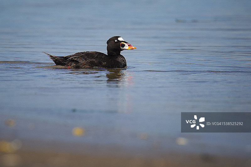 海番鸭图片素材