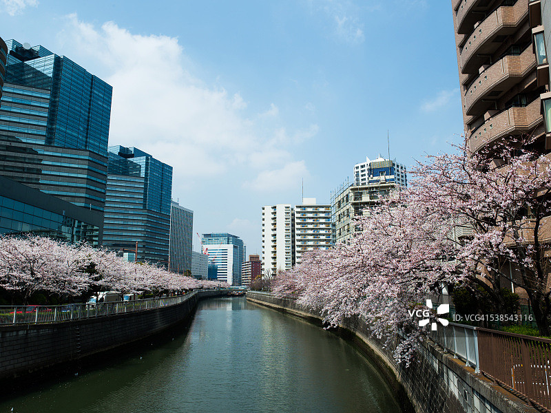 日本樱花景观图片素材