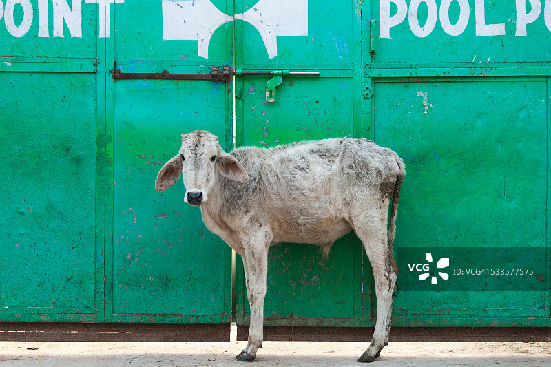 神圣的小牛图片素材