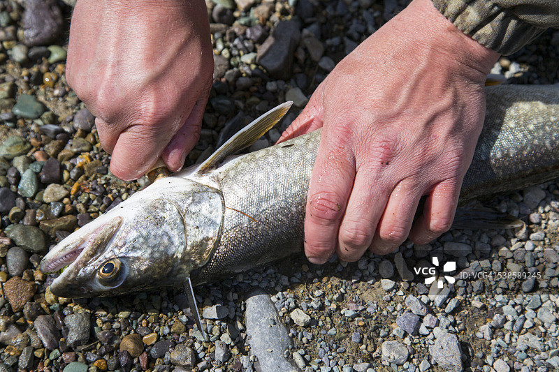 男人在蒙大拿州白鱼湖清理湖鳟鱼图片素材