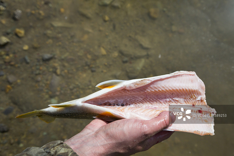 男人在蒙大拿州白鱼湖清理湖鳟鱼图片素材