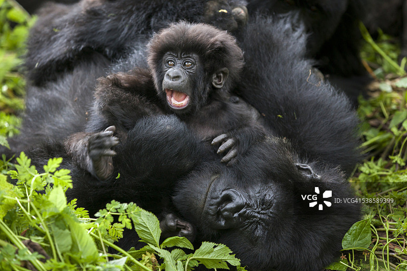 卢旺达维龙加山脉丛林中的山地大猩猩图片素材