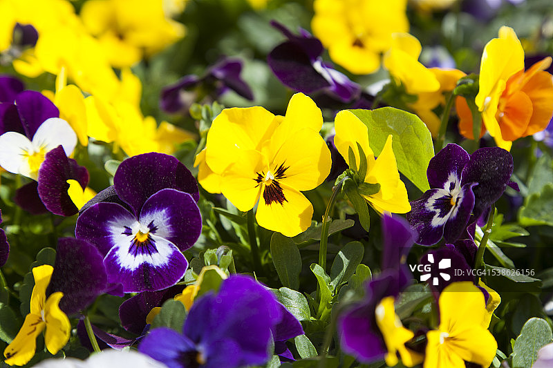 芬兰波尔沃的彩色鲜花全画幅照片图片素材