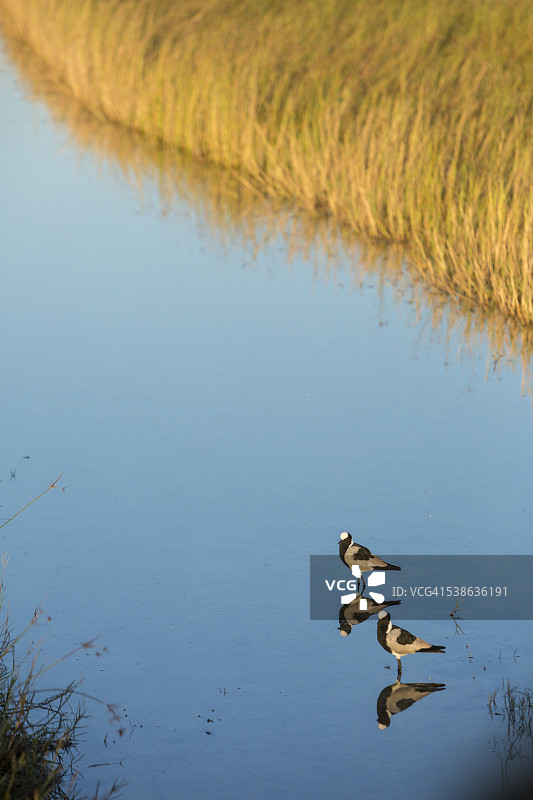 非洲黑背麦鸡图片素材