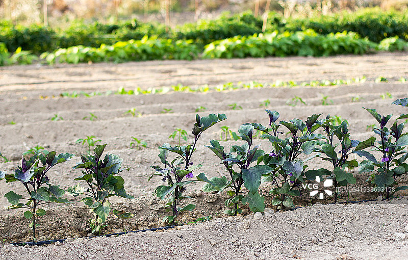 开花中的意大利茄子（茄科）图片素材