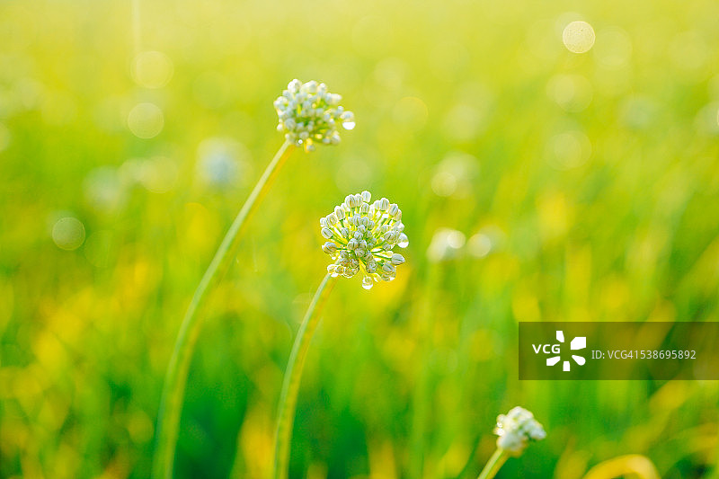 花园里盛开的洋葱花图片素材