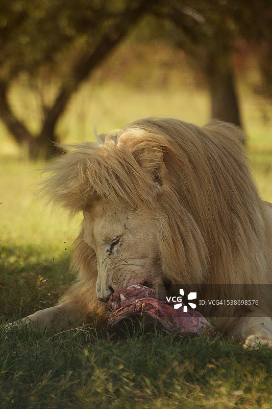 非洲野生动物图片素材