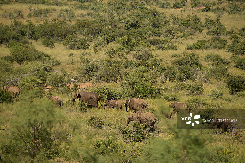 非洲野生动物图片素材