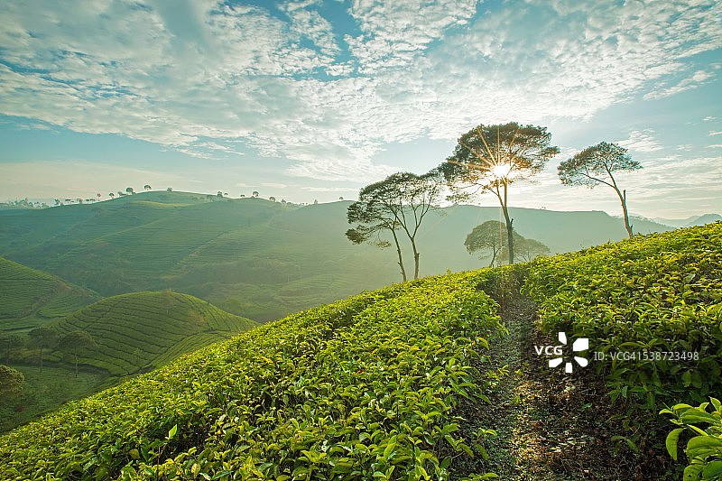 茶园的清晨图片素材