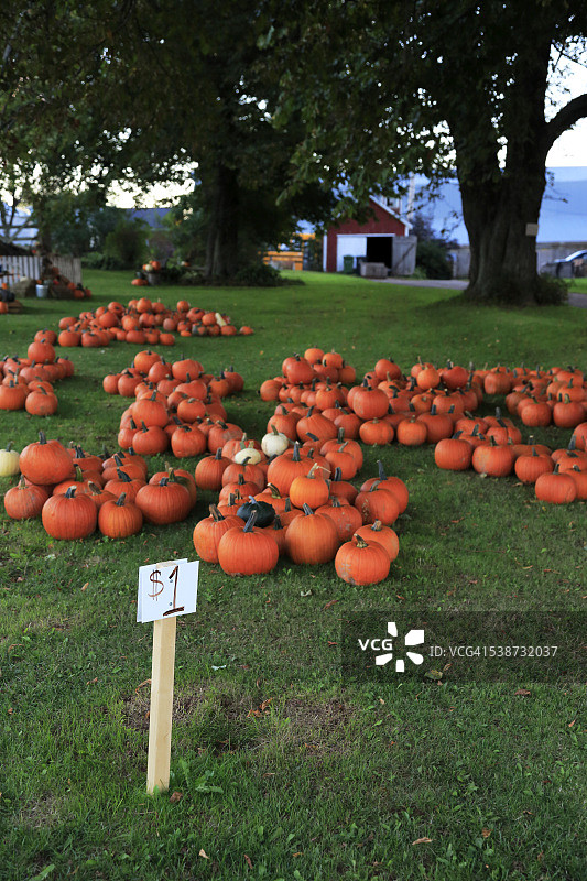 南瓜出售图片素材