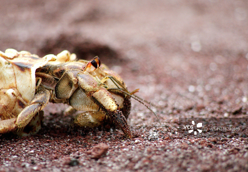 红沙滩上的寄居蟹图片素材