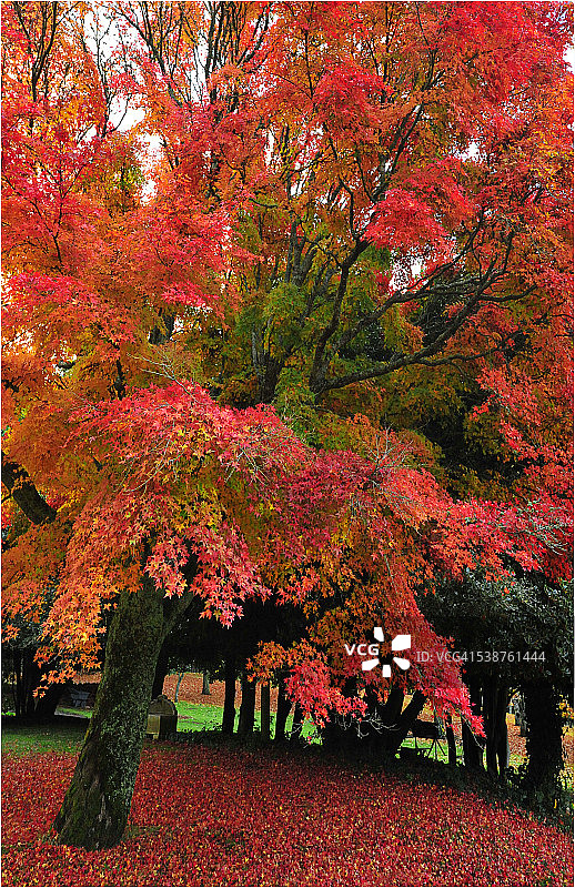 澳大利亚维多利亚州麦斯顿山秋景图片素材