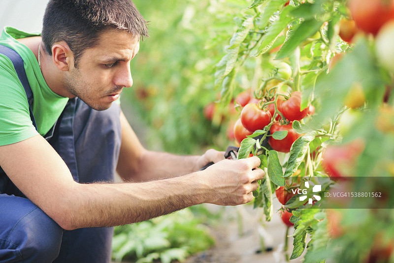 在温室工作的年轻男人图片素材