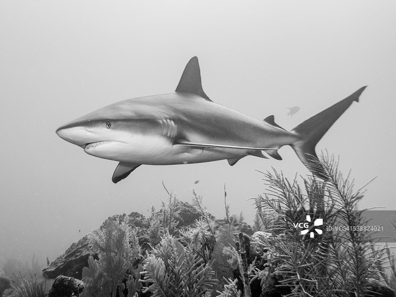 加勒比礁鲨图片素材