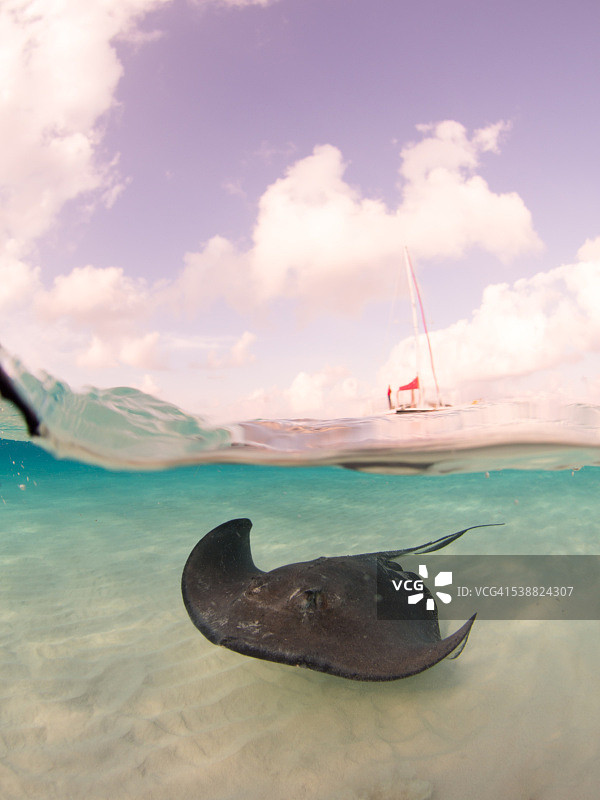 南方黄貂鱼图片素材