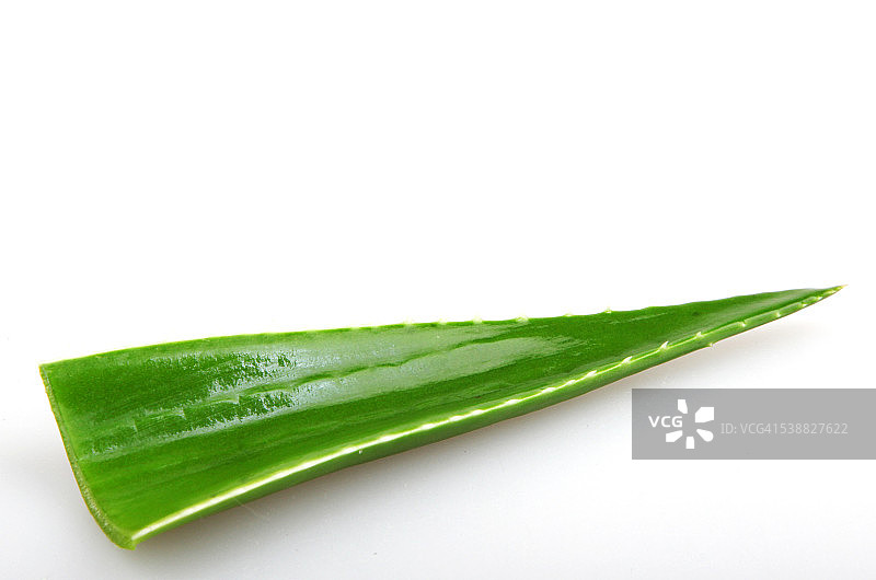 芦荟植物图片素材