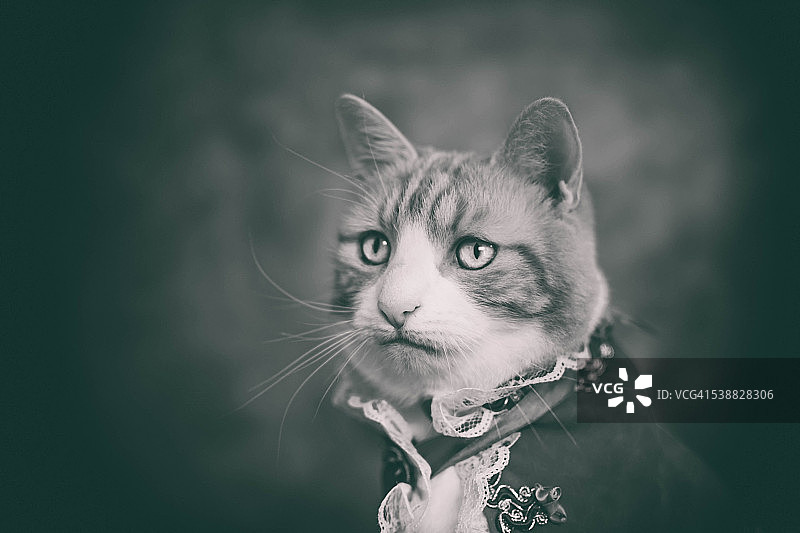 皇家猫图片素材