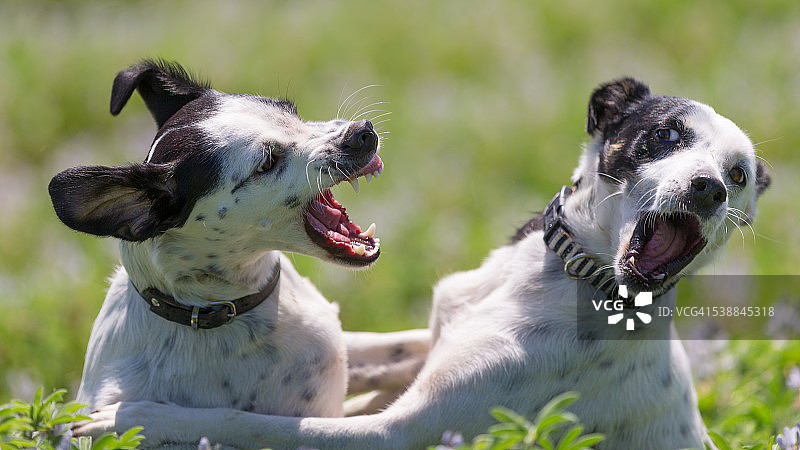两条混血狗在玩耍图片素材