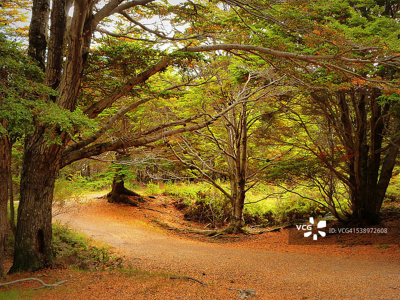 南极森林小路图片素材
