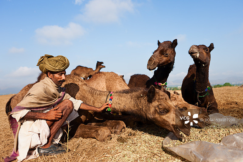 印度男人在印度普什卡骆驼节喂骆驼图片素材