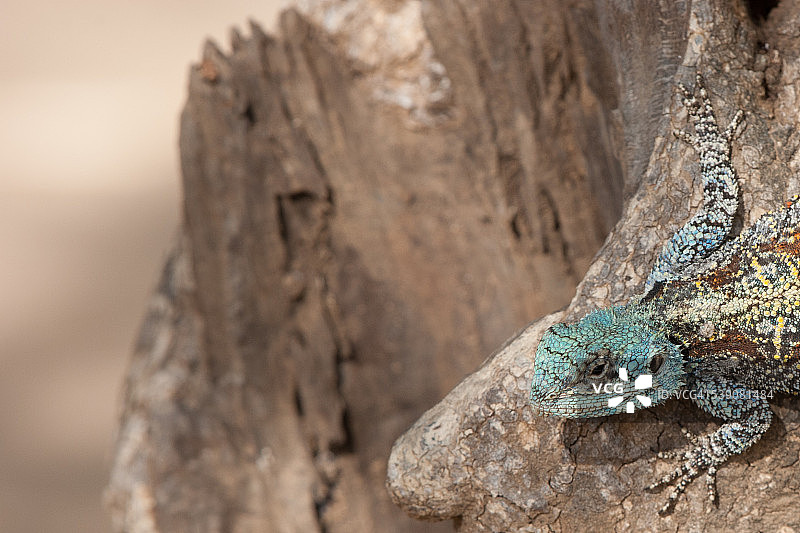 南部树蜥图片素材