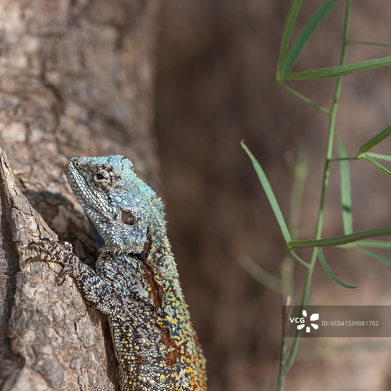 南部树蜥图片素材