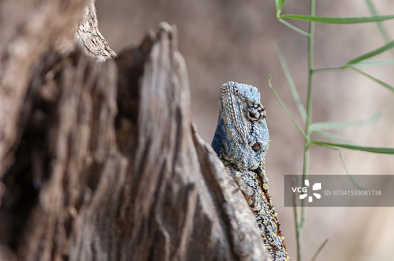 南部树蜥图片素材