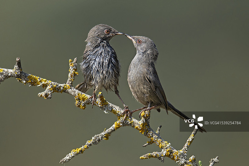 马尔莫拉莺图片素材