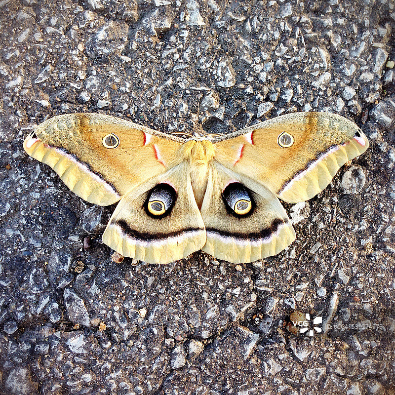 巨型蚕蛾图片素材