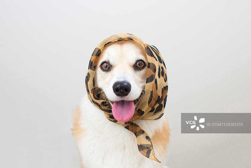 戴着围巾的柯基犬图片素材