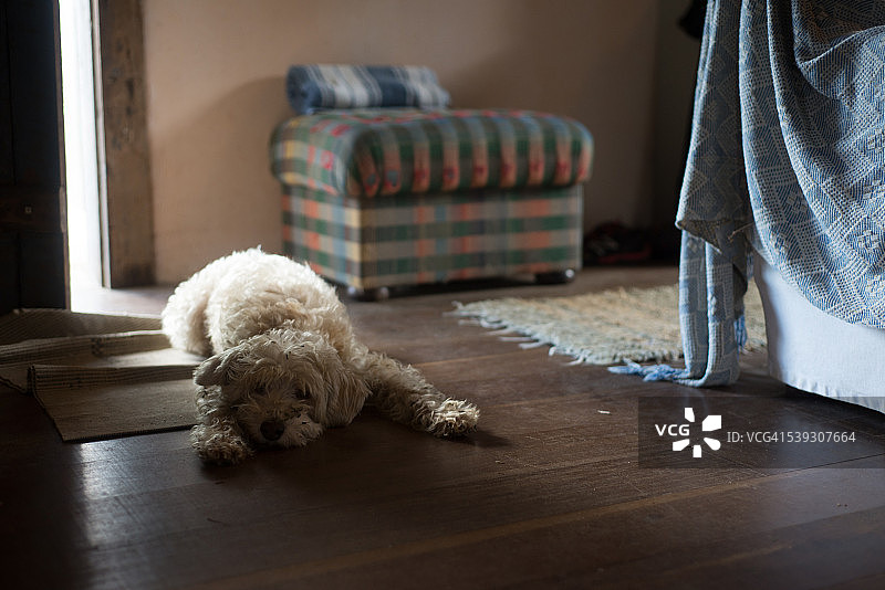 小狗趴在山间老屋的木地板上图片素材