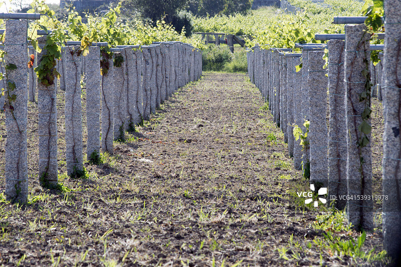 葡萄园和花岗岩柱图片素材